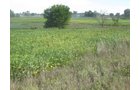 Property photo 40 - 110+/- Acres offered in 4 Tillable Tracts